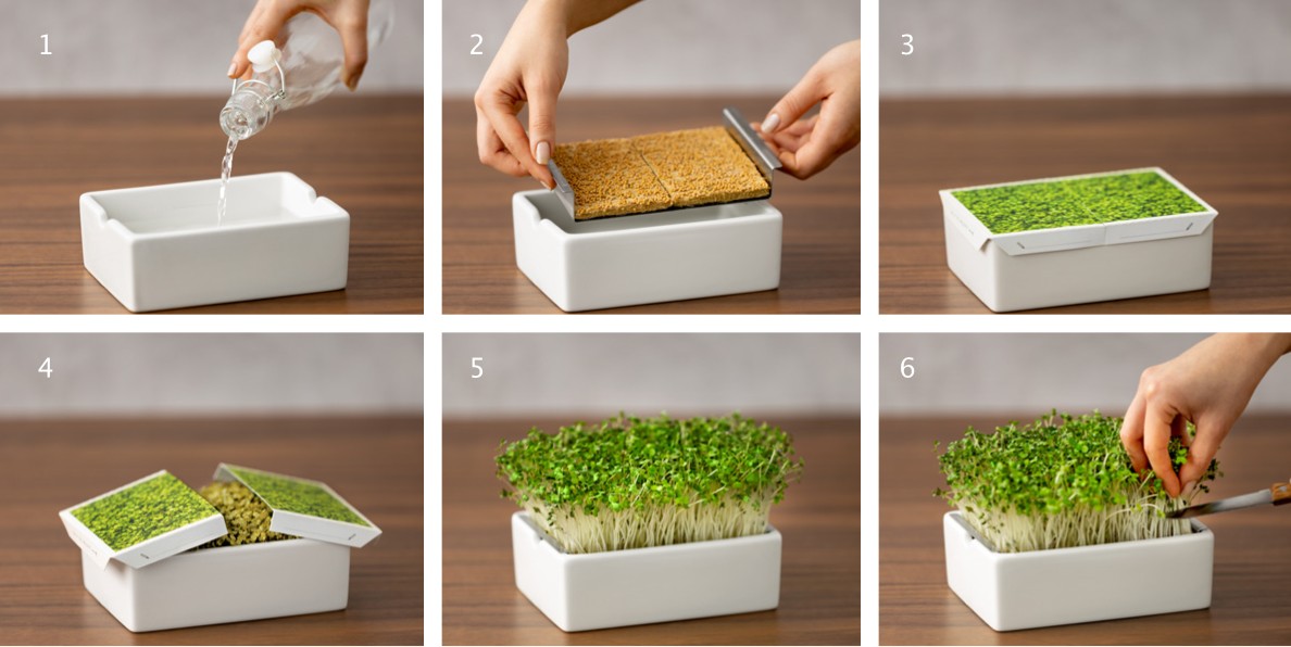 So wächst dein Superfood zuhause Heimgart Microgreens