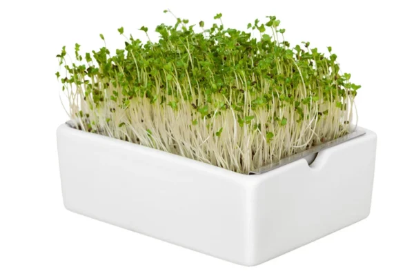 Brokkoli Microgreens Saatpad