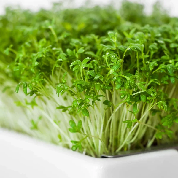 Brokkoli Microgreens Saatpad