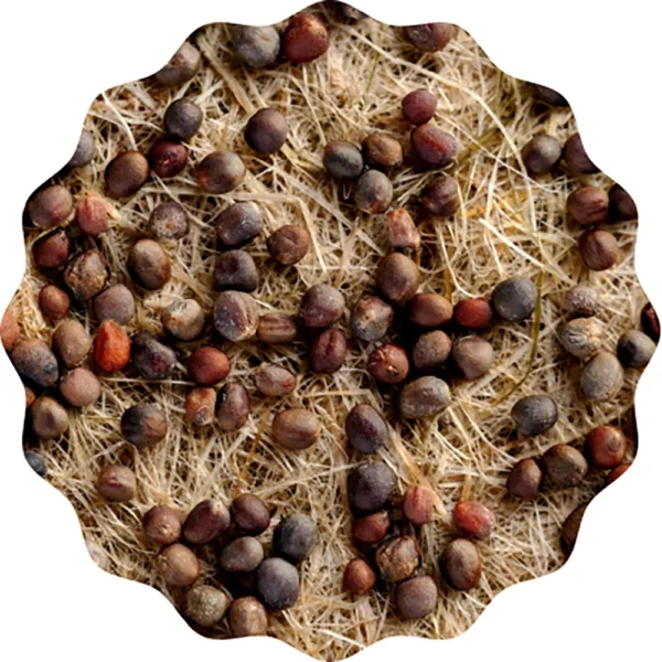 Brokkoli Microgreens Saatpad