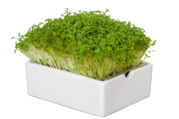 Kresse Microgreens Saatpad