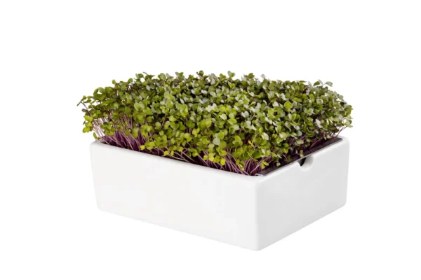 Kohlrabi Microgreens Saatpad