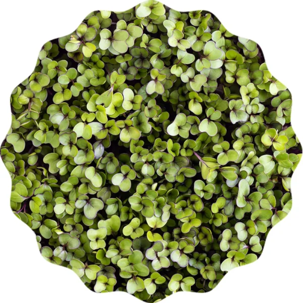 Kohlrabi Microgreens Saatpad