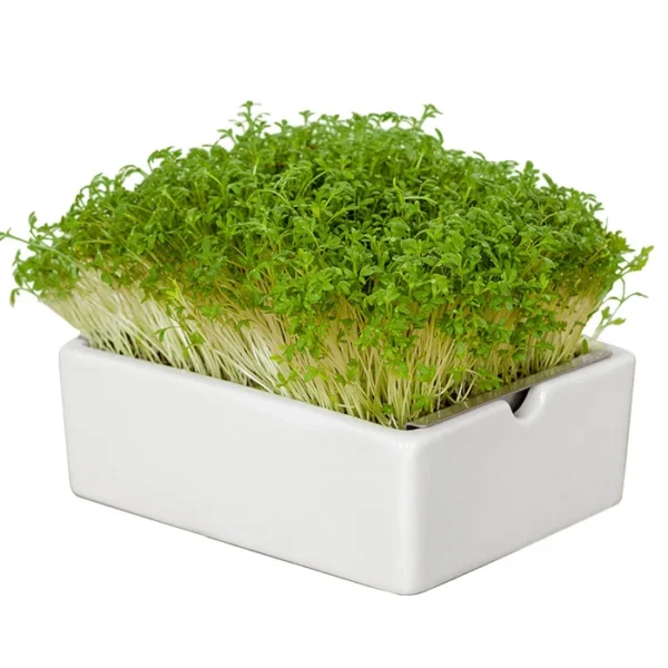 Heimgart Microgreens Starter-Kit