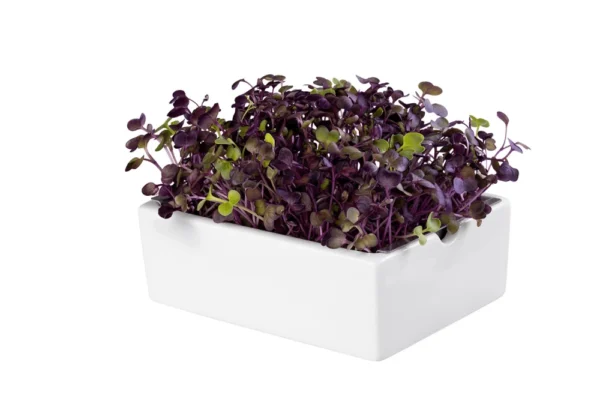 Radieschen Rambo Microgreens Saatpad