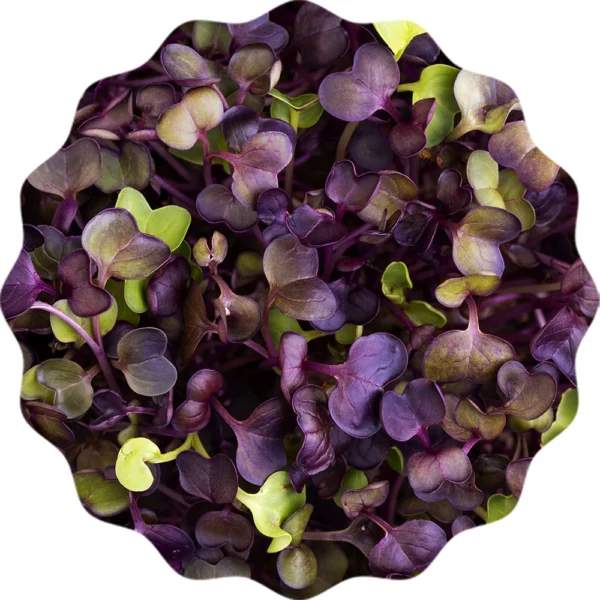 Radieschen Rambo Microgreens Saatpad