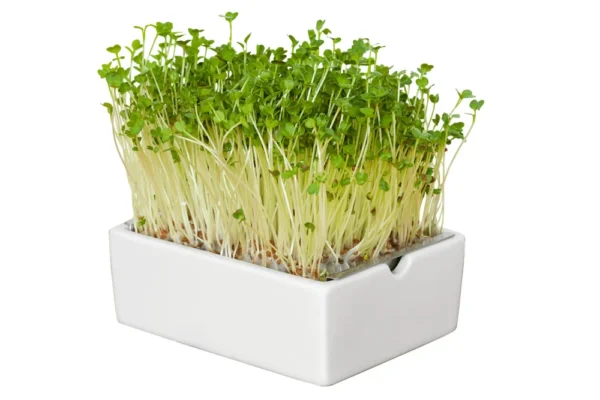 Radieschen Microgreens Saatpad