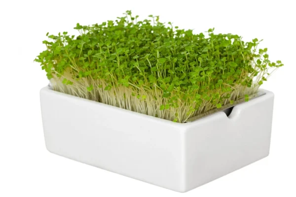 Rauke Microgreens Saatpad