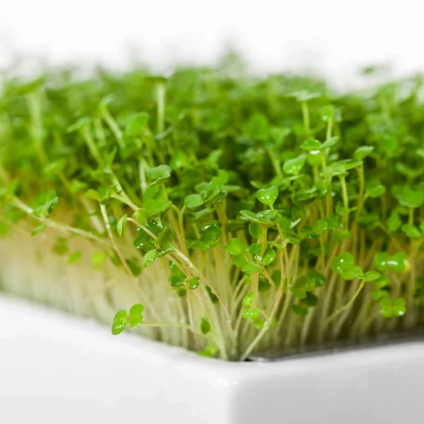 Rauke Microgreens Saatpad