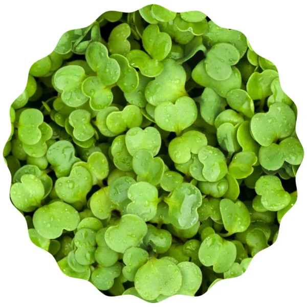 Rauke Microgreens Saatpad