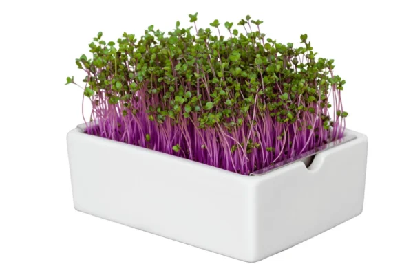 Rotkohl Microgreens Saatpad