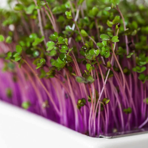 Rotkohl Microgreens Saatpad