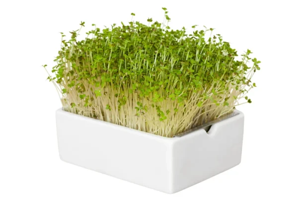 Senf Microgreens Saatpad